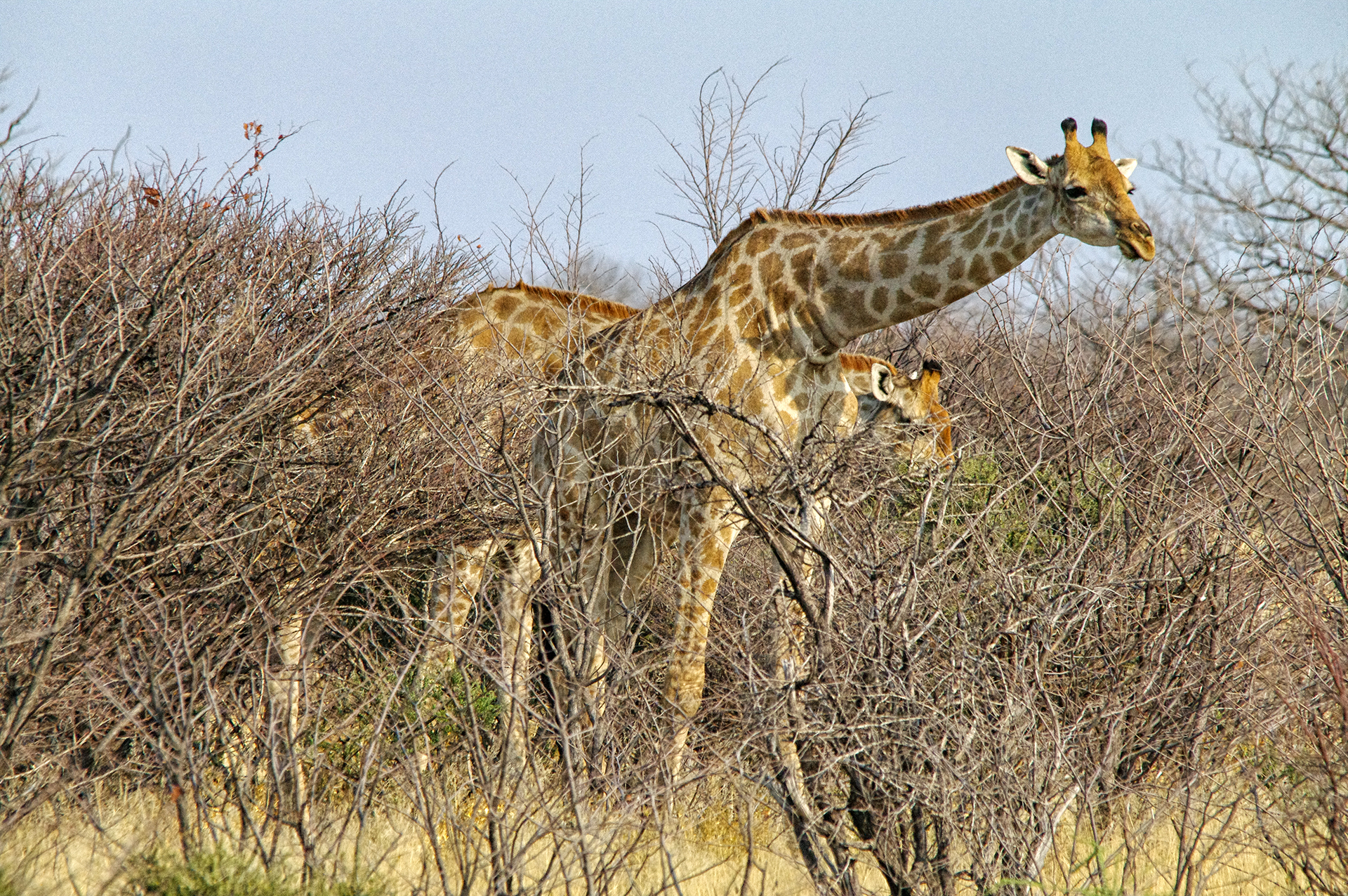 namibia 4