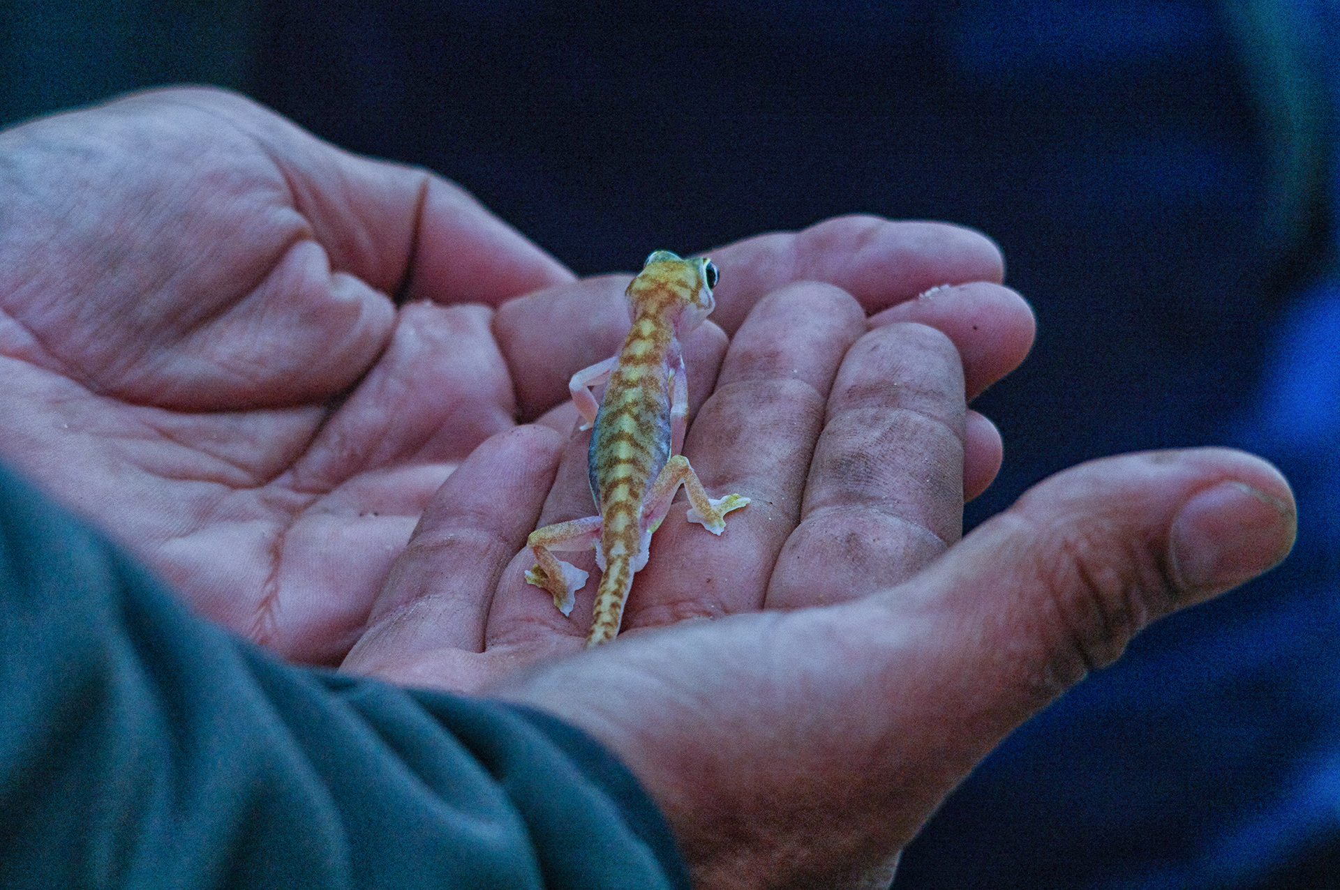 namibia 8