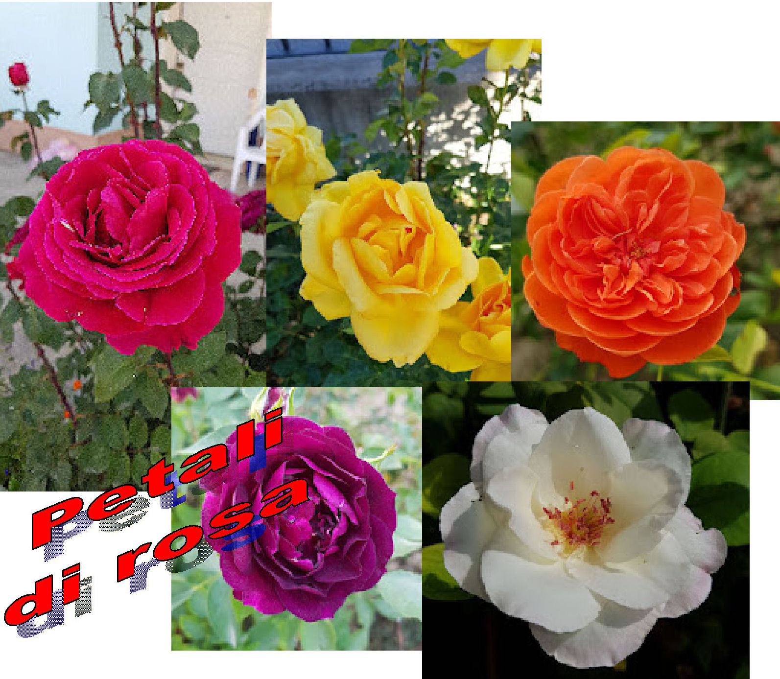 petali di rosa