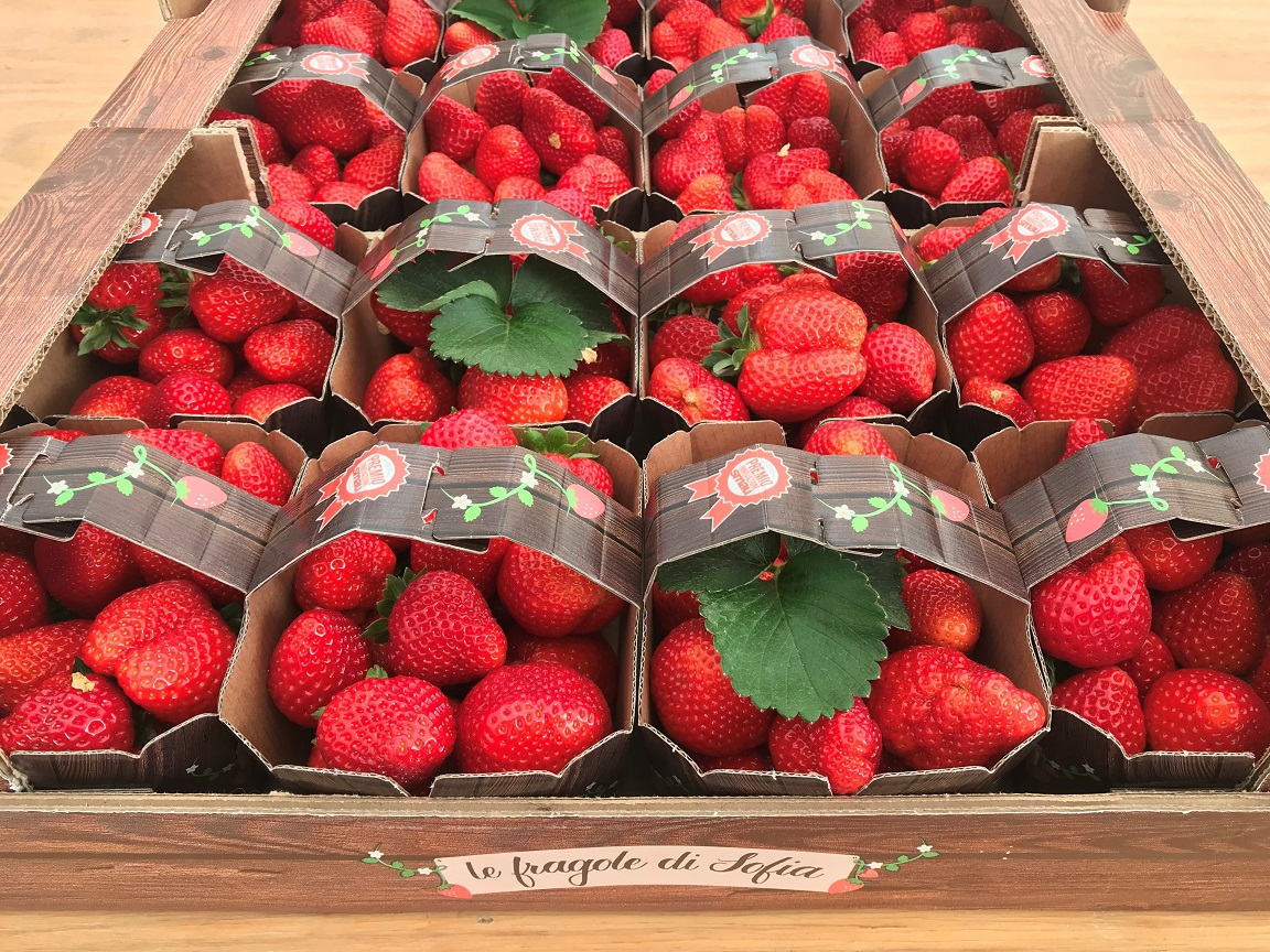 le-fragole-di-sofia2