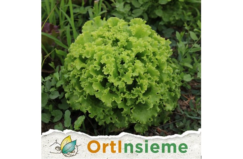 Ortinsieme
