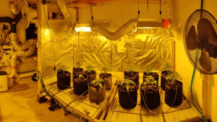 Allestisce una serra di marijuana in casa, 28enne ai domiciliari