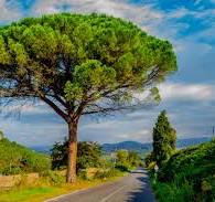 Ci scrive Angelo Ravaglia