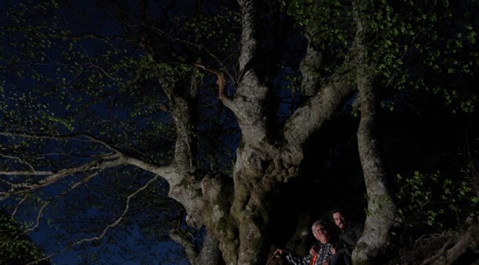 Alberi: ultimo giorno