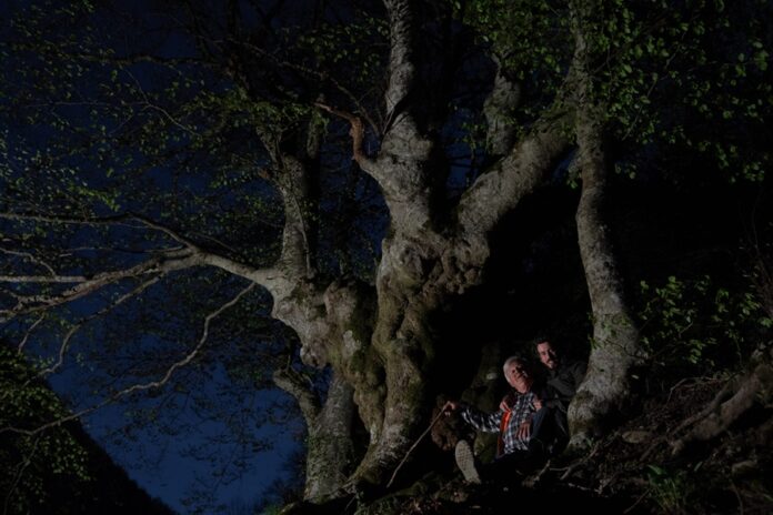 «Alberi» di Isacco Emiliani
