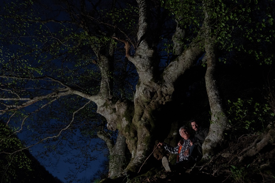 «Alberi» di Isacco Emiliani